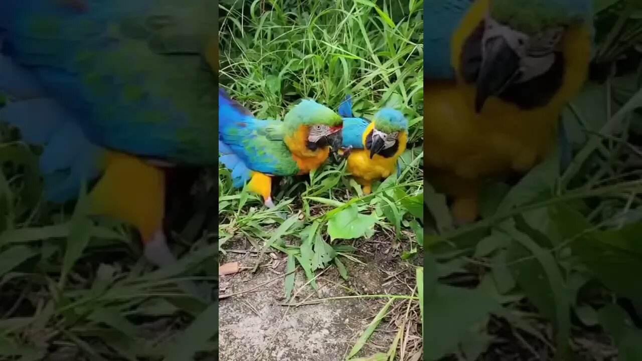 Casal de Papagaios 🥰🐦🦜 #shorts