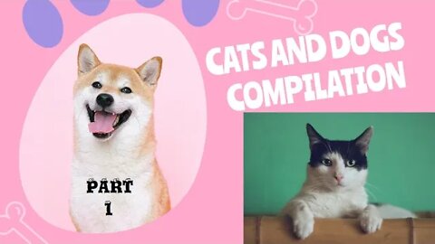 Cats & Dogs Funny Compilation Part 1 Best of The Best!