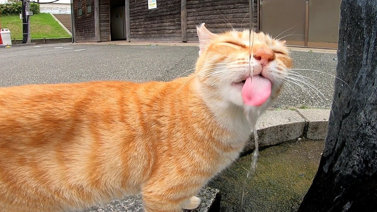 The ginger tabby in the park drinking water is so cute