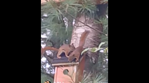 Red Squirrels moved into my bird houses. So cute #squirrel