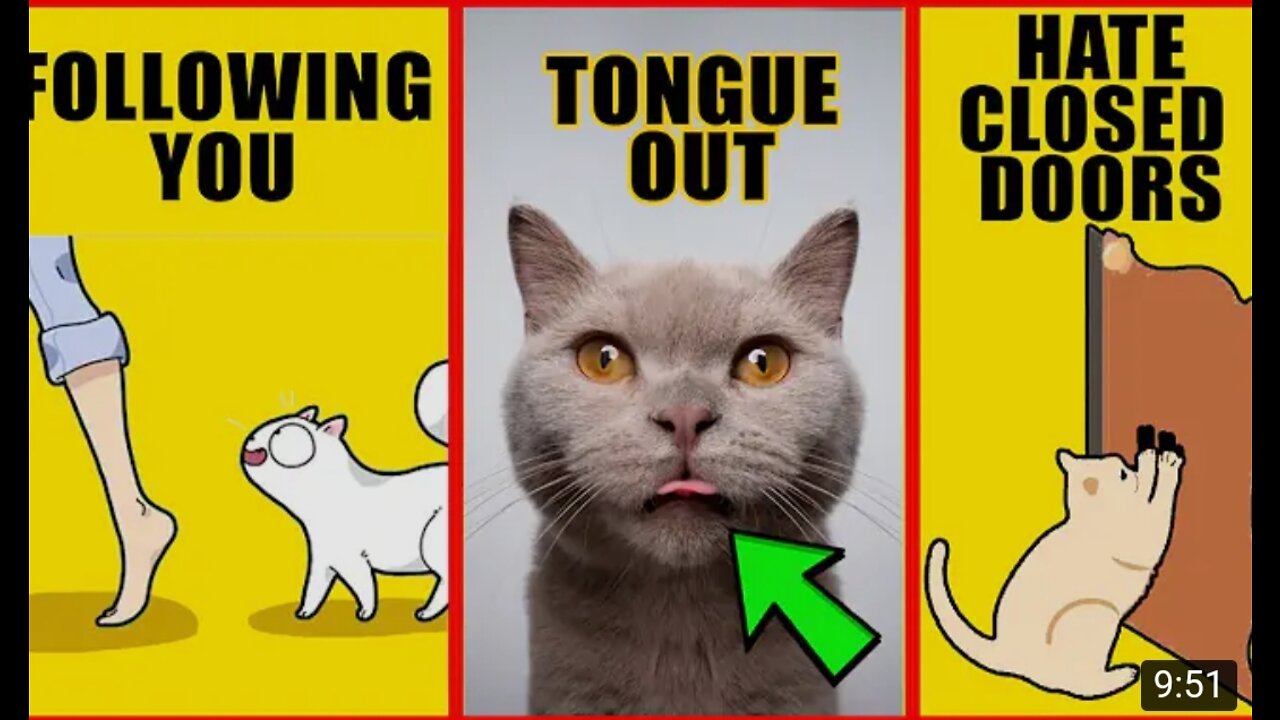 8 Odd Cat Behaviors Explained