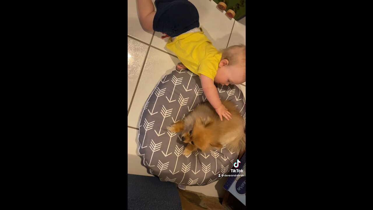 Cuteness Overload - Baby and Pomeranian Dog