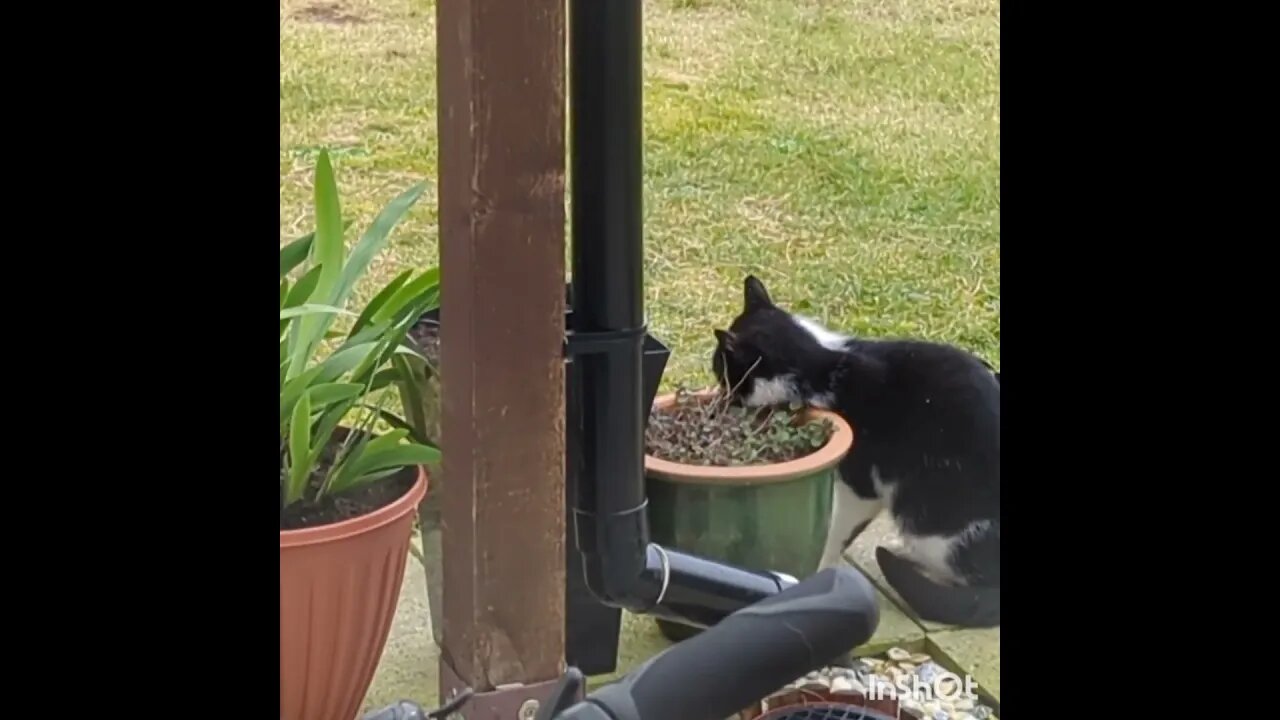 Cat is getting high on catnip