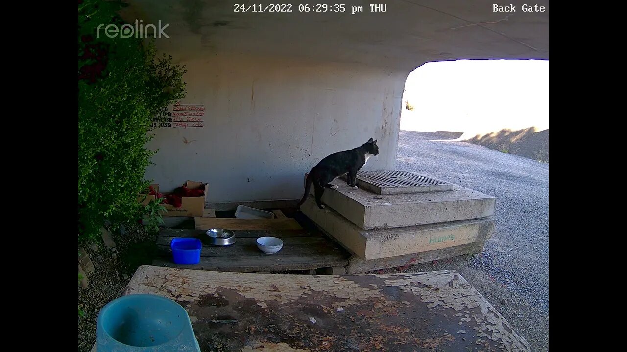 Little black cat calls in