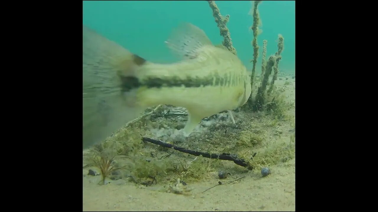 largemouth on the beds
