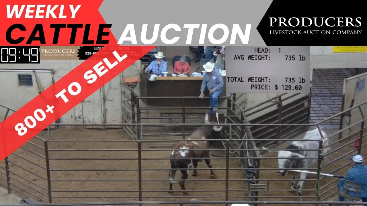 4/20/2023 - Producers Livestock Auction Company Cattle Auction