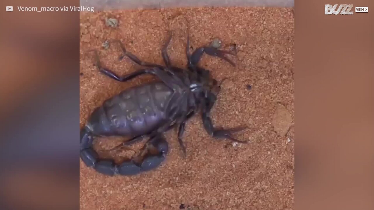 Já viu um escoripião trocando seu exosqueleto?