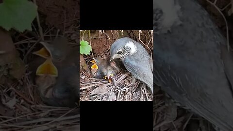 A bird feeding its young