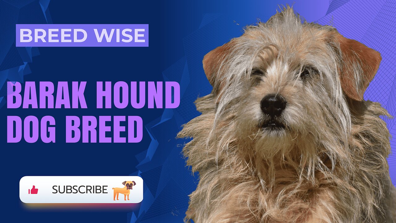 Barak Hound Uncovered: Detailed Breed Information and Care Tips