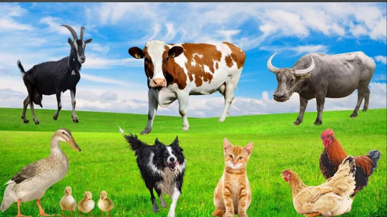 Familiar Animals - Dog, Duck, Chicken, Cow, Cat - Animal Sounds