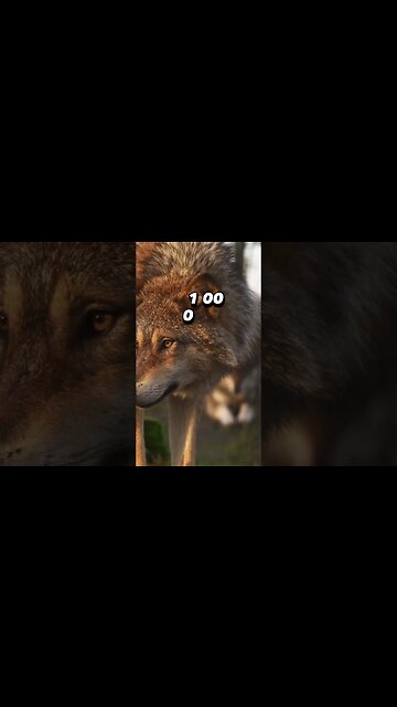 A Wolf Pack's territory