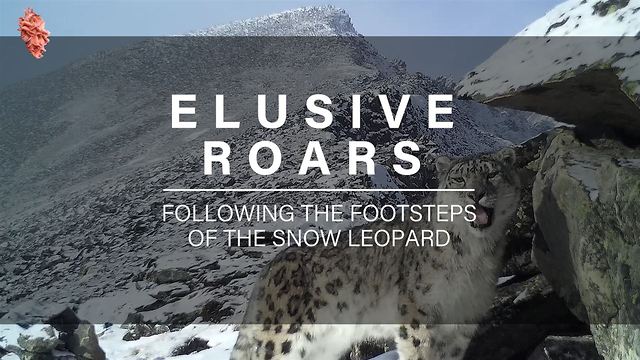 Researchers On A Quest To Track Endangered Snow Leopards