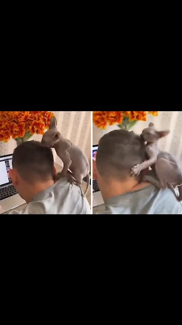 Sphynx Kitten Makes It Impossible For Owner To Work From Home