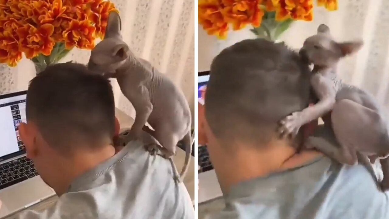 Sphynx Kitten Makes It Impossible For Owner To Work From Home