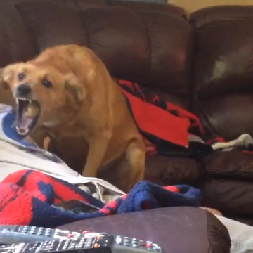 A Dog Throws Up On A Boy