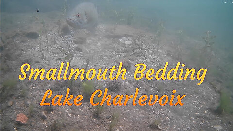 Smallmouth Bedding on Lake Charlevoix in Michigan