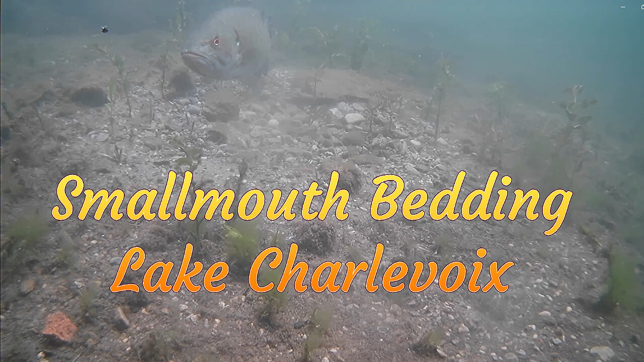 Smallmouth Bedding on Lake Charlevoix in Michigan