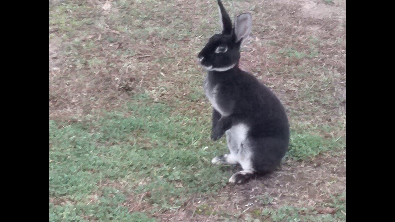 Angora rabbit in the East Texas Snow 2021