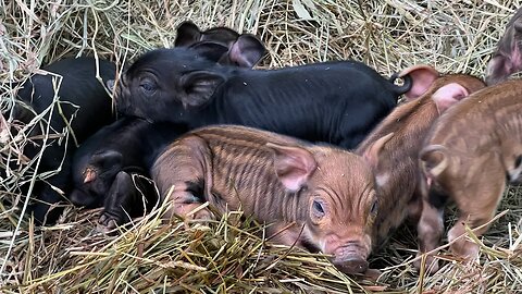 Waddles is a mom! (#133)
