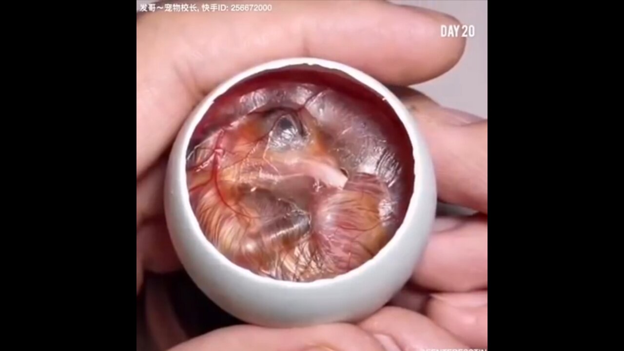 How A Chick Born From A Egg 🐣 - Interesting Video - 😱