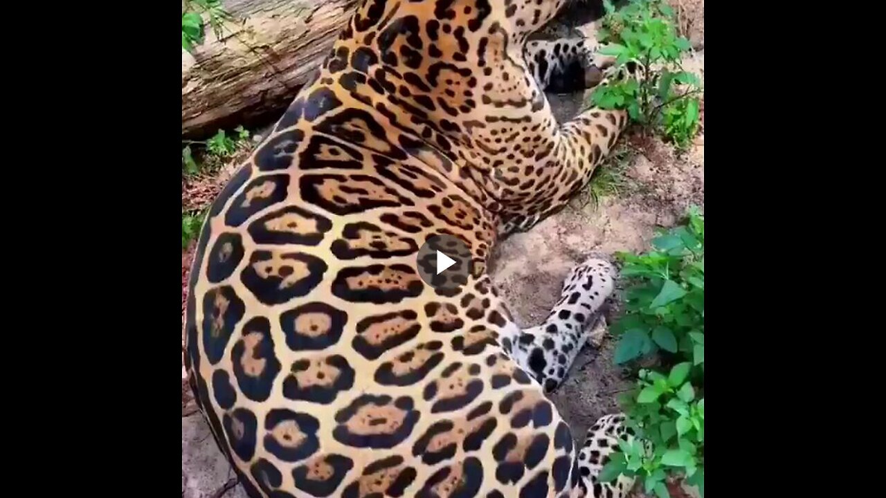 A Jaguar and Lion cuddling! Lesson learned; peaceful coexistence!