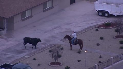 Bull on the loose in Las Vegas on Valentine's Day