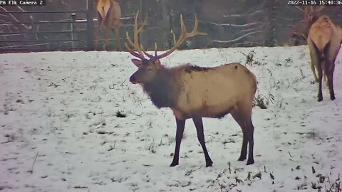 Elk Cam 2 - Bulls