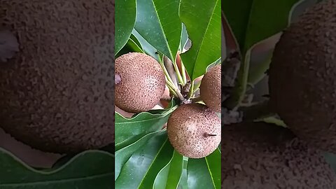 mudas com fruta pera sapoti frutinha leite cajá cambui jabuticaba pinha abricó a venda em Niterói RJ