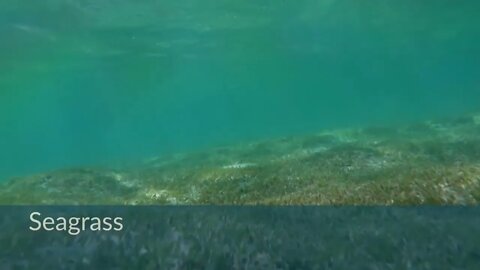 Ocean Animals for Kids | Learn all about the Animals and Plants that Live in the Ocean