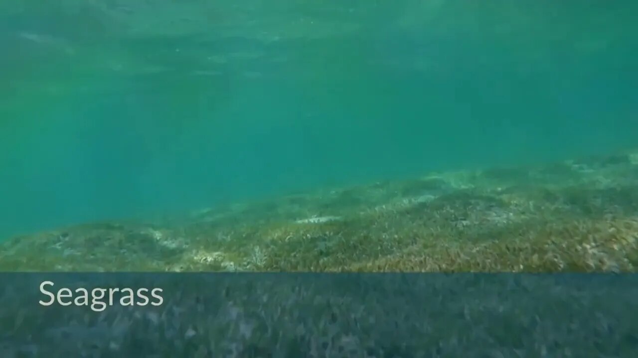 Ocean Animals for Kids | Learn all about the Animals and Plants that Live in the Ocean