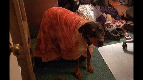 Doberman Tries To Bury His Food In The Bed