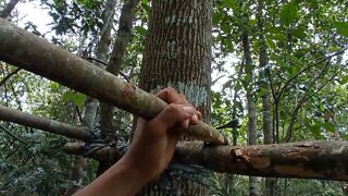 solo survival __ membangun shelter, masak, makan,eksplor, dan tidur nyenyak di hutan _12