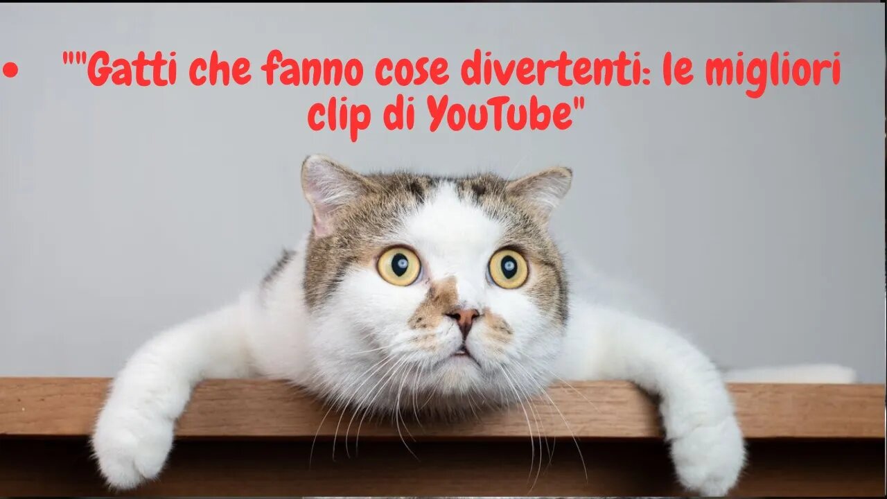 "Gatti che fanno cose divertenti: le migliori clip di YouTube"