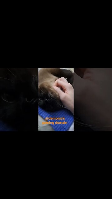 irresistible #kitty #viral #cat #kitten #shortvideo