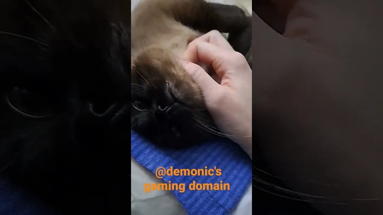 irresistible #kitty #viral #cat #kitten #shortvideo