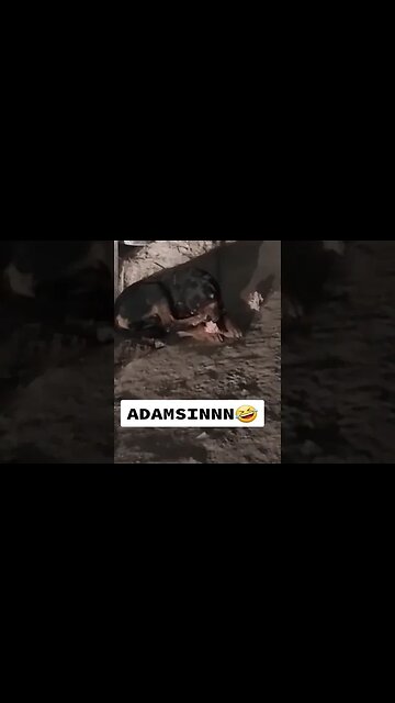 Dog angry at his feet #dog