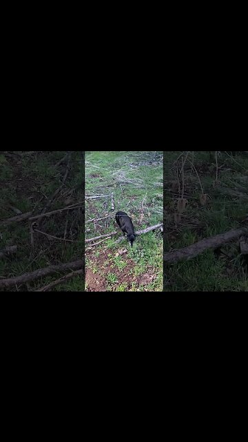 (STRANGER THINGS VIBES! )A Man and His Dog #shorts