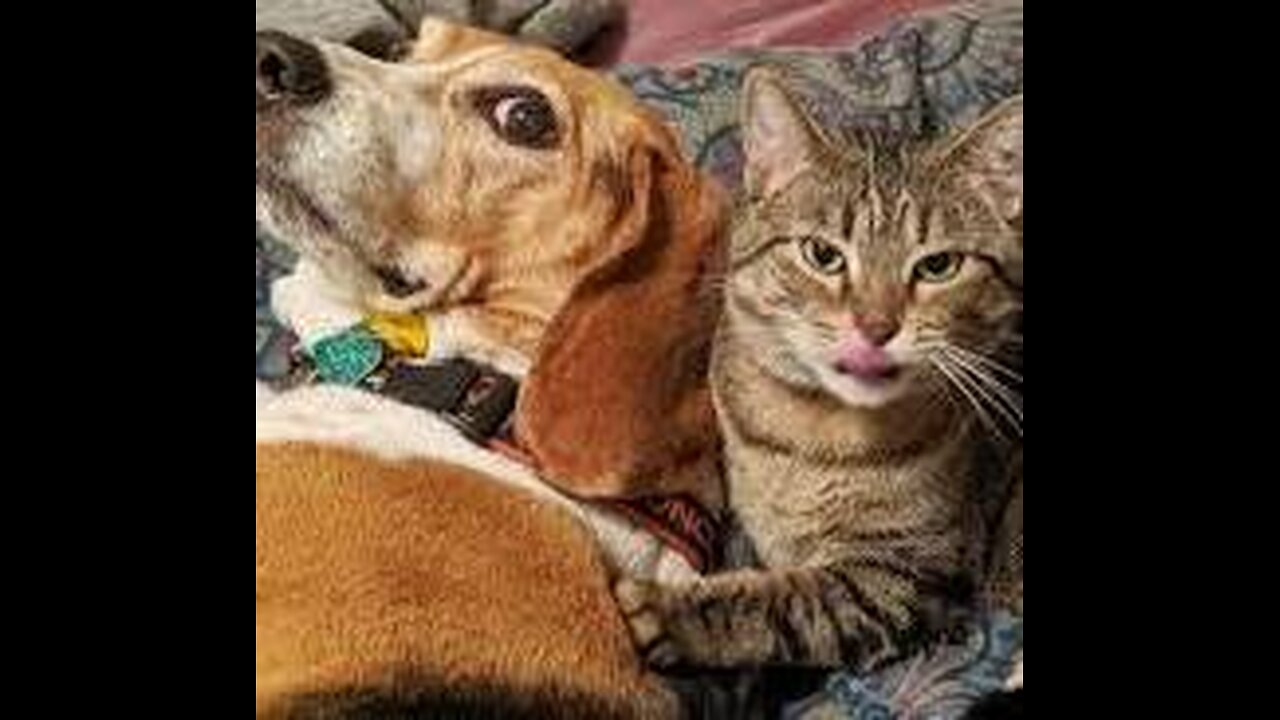 Funny Dogs and cats Video in 2024 - Best funniest animal video