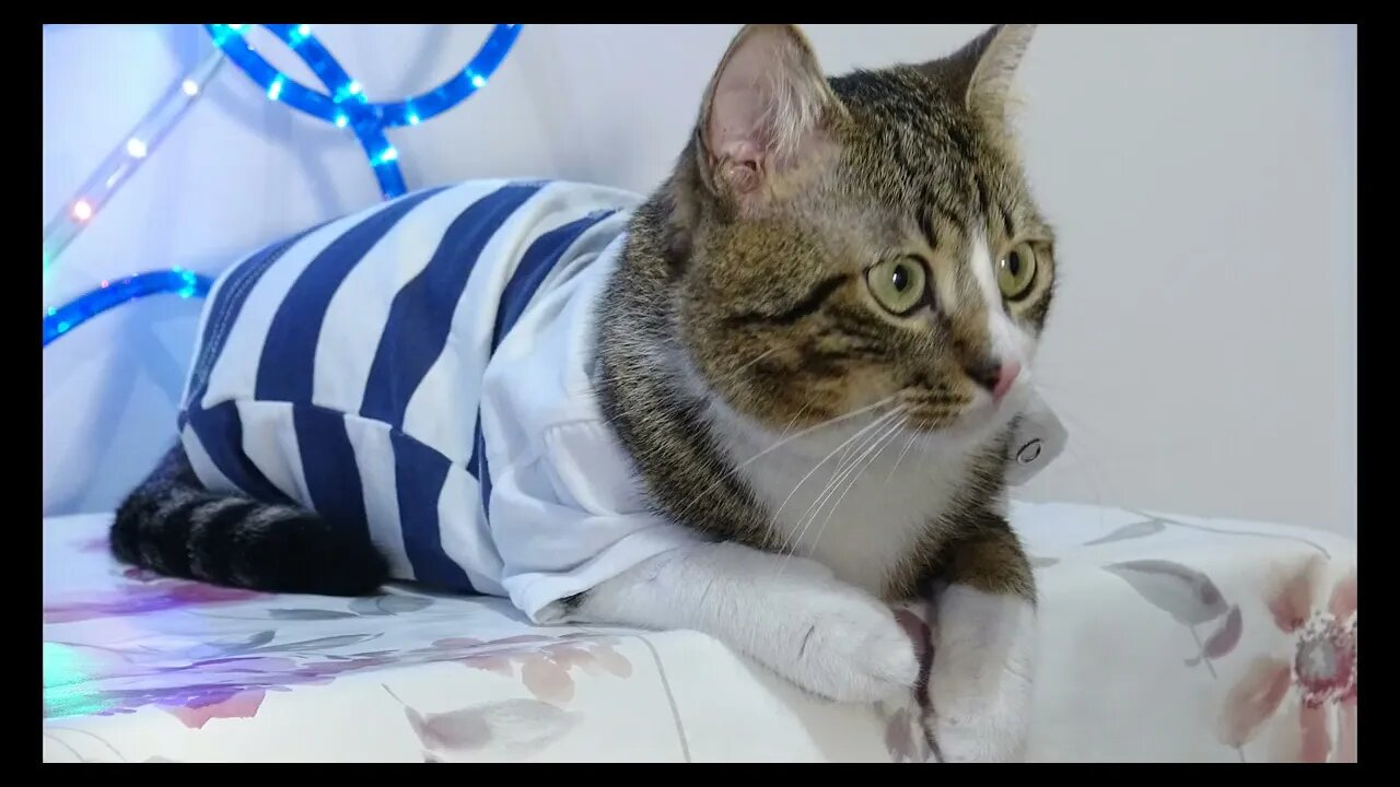 Cat Photography