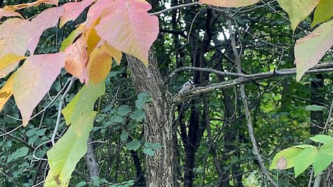 Wood pecker without a care in the world
