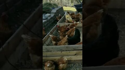 #freerangechickens #homesteading #chickens #layers #homesteadlife #farmlife #farmanimals #farm