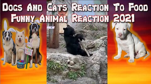 Dog And Cats Reaction To Food Funny Pets Animal Reaction 2021