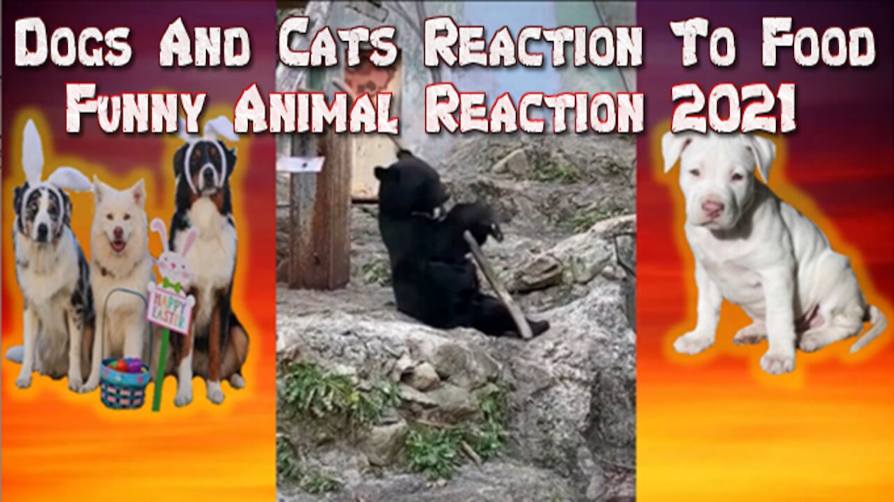 Dog And Cats Reaction To Food Funny Pets Animal Reaction 2021