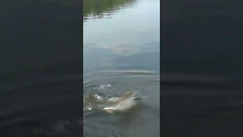 Cool Catfish!