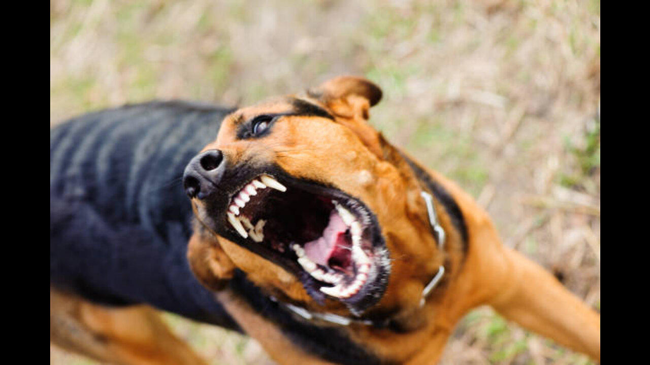 Guard Dog Training Step by Step (Easiest Way Possible)!