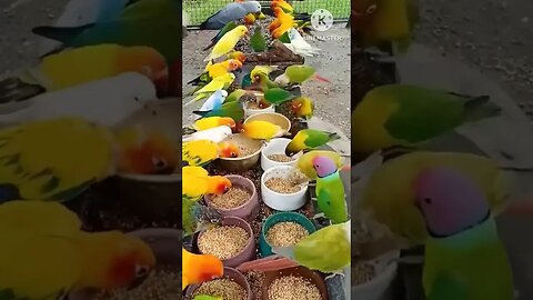 Parrot eating food #parrots #shorts #youtubeshorts