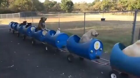 The dog train!