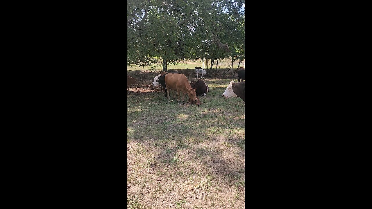 Momma cow loving baby calf.