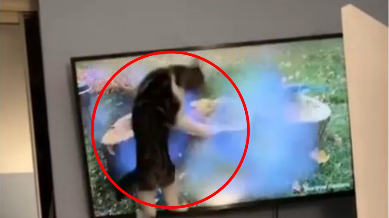 Cat does Hilarious stunt on TV and Stuns the dog