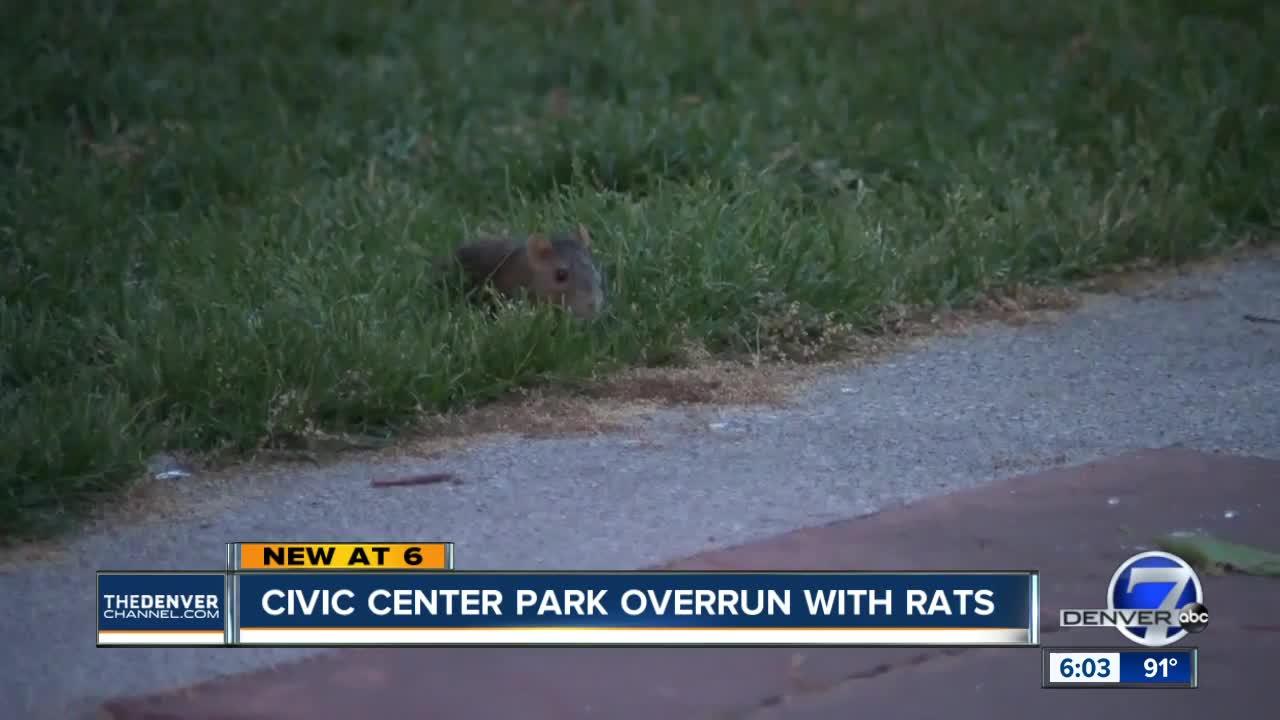 Denver sees an uptick in rat-related complaints at Civic Center Park